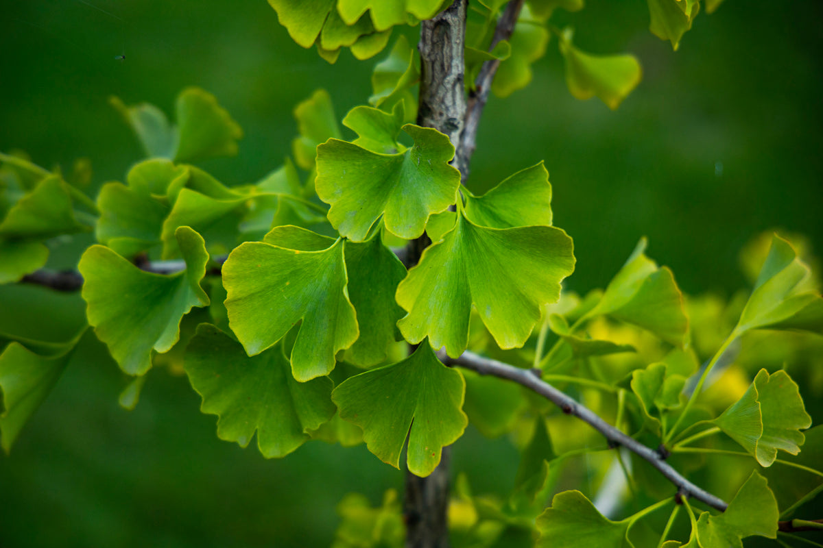 Gingko biloba