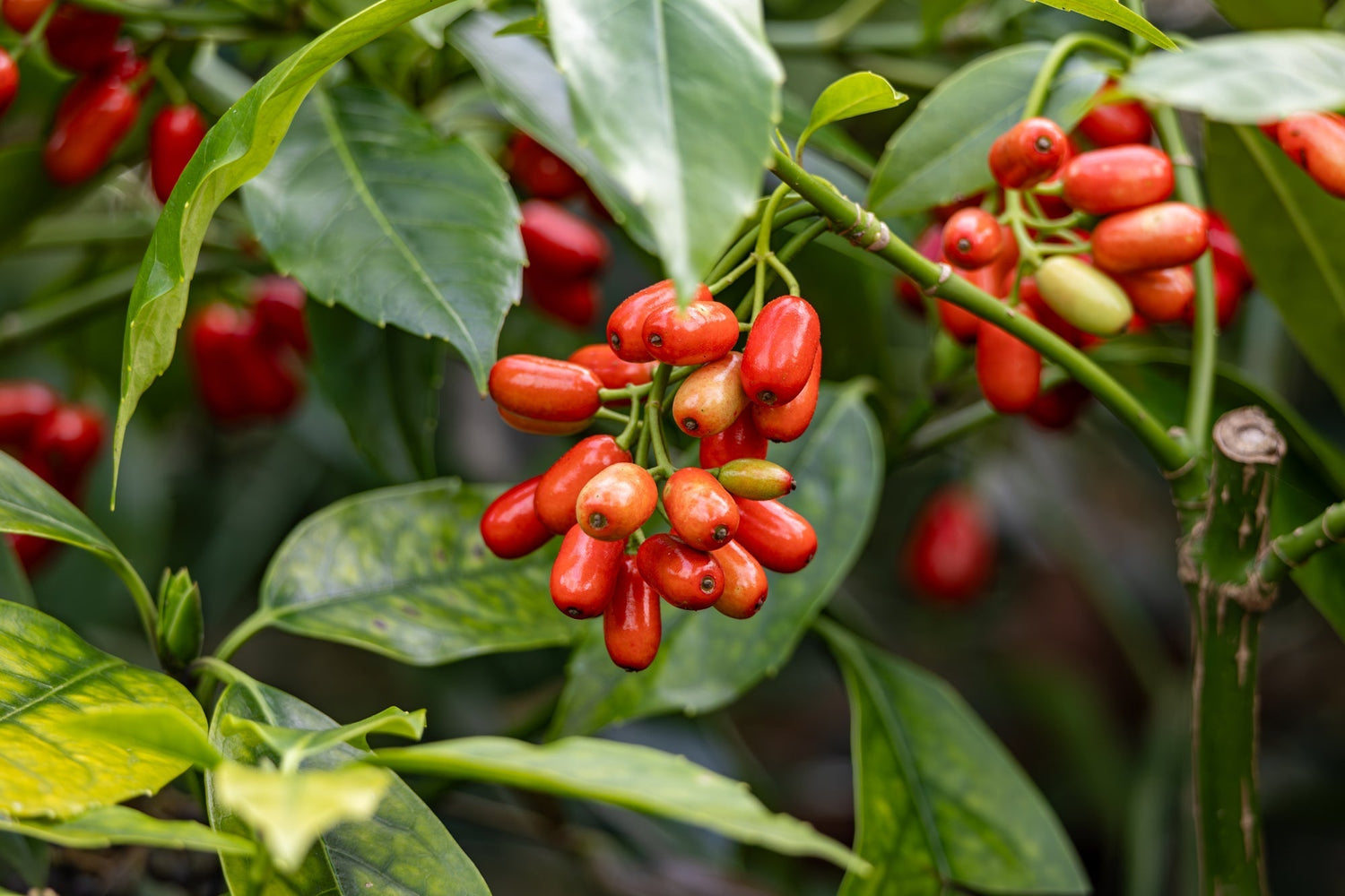 La berberine